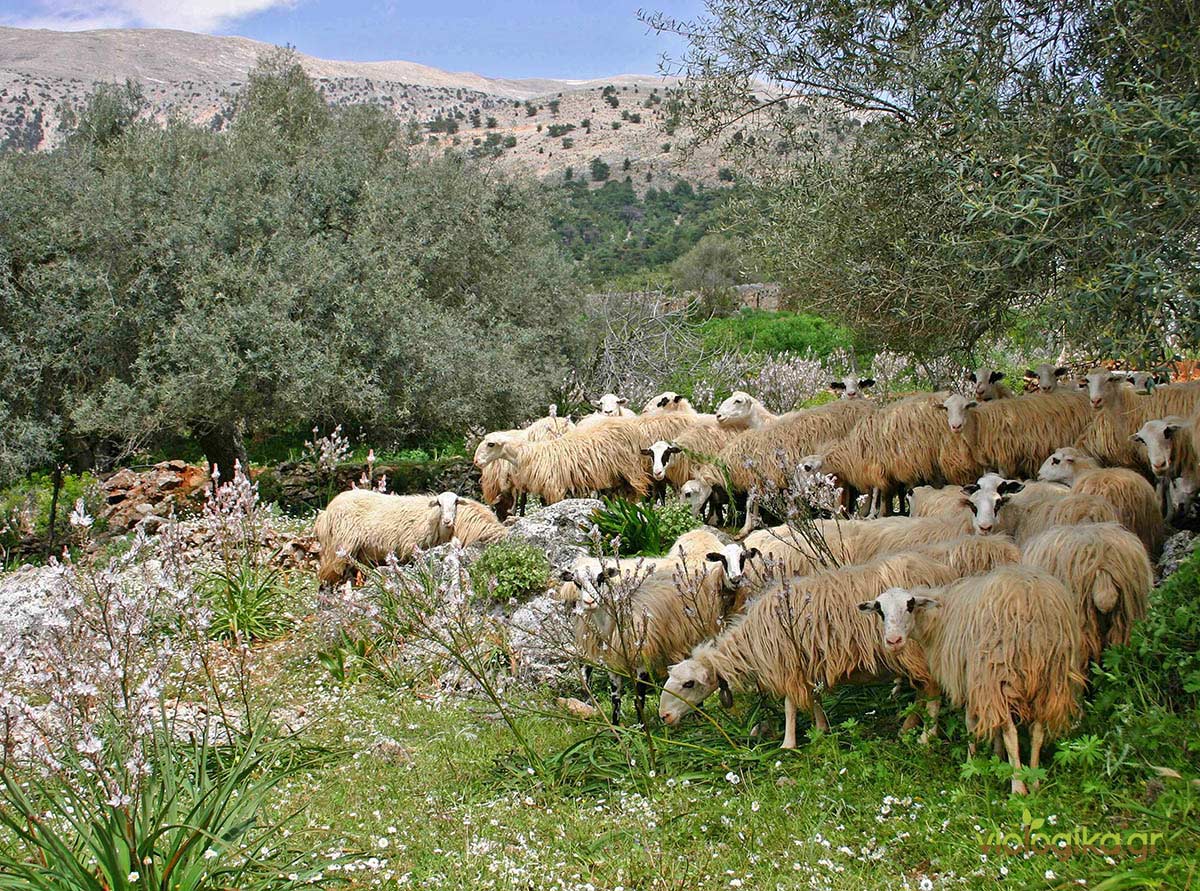 Η Ελληνική φύση