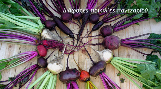 Καλλιέργεια παντζαριού σε διάφορες ποικιλίες Διάφορες ποικιλίες παντζαριών