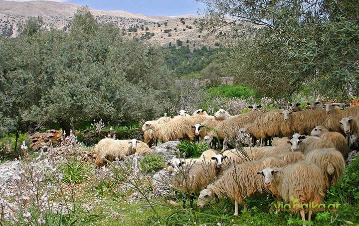 Η ανεξάντλητη Ελληνική φύση