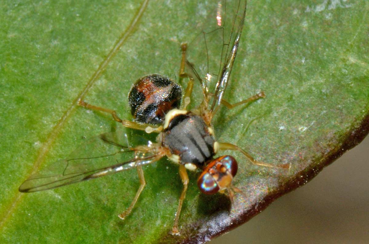 Δάκος (Bactrocera oleae)