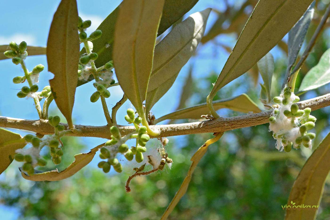 Βαμβακάδα Ελιάς (Euphyllura Olivina)