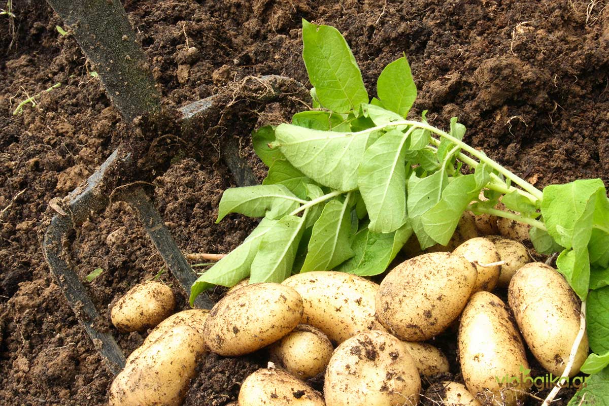 Βιολογική καλλιέργεια πατάτας με φυσικό λίπασμα