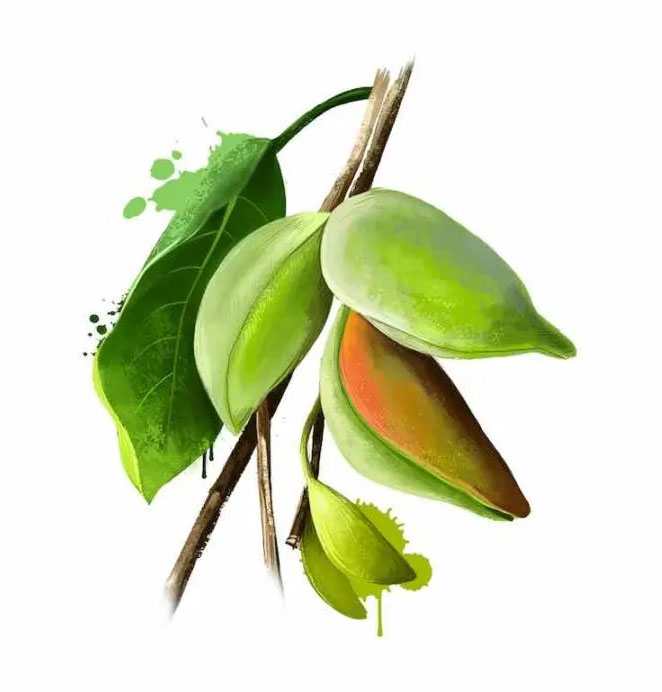Κακαντού, (Kakadu plum - Terminalia ferdinandiana), πλούσιο σε βιταμίνη C Κακαντού, (Kakadu plum - Terminalia ferdinandiana), πλούσιο σε βιταμίνη C