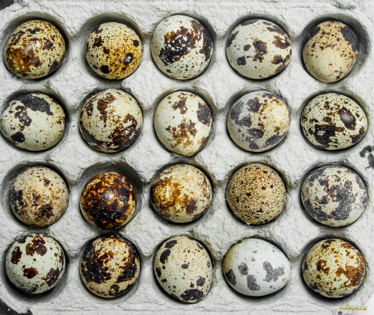 Βιολογικά αυγά ορτυκιού