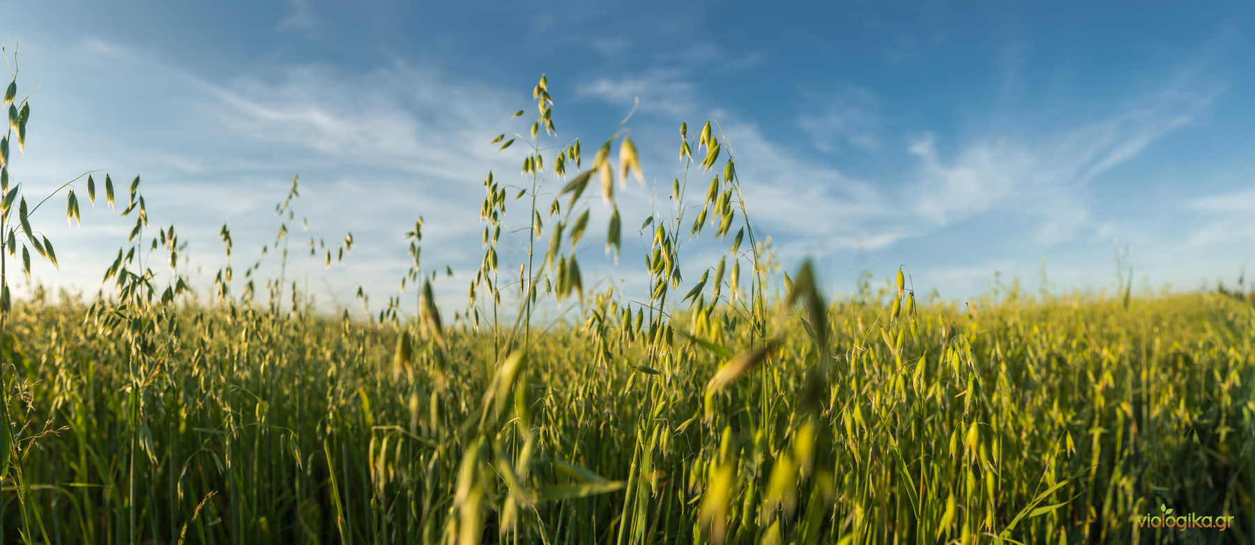 Συμβατική Καλλιέργεια Βρώμης Και Χημικά Πρόσθετα